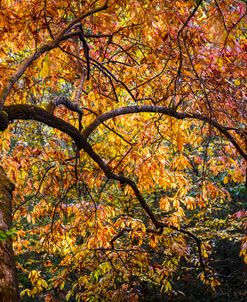 Autumn Flames