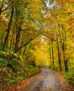 Golden Autumn Drive II