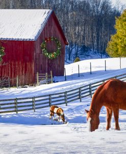 Christmas Horse Farm