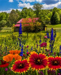 Blue Ridge Country Wildflowers