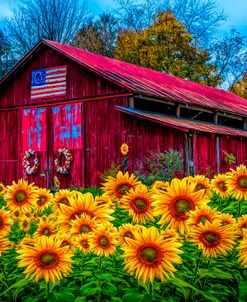 Country Barn in Sunflowers