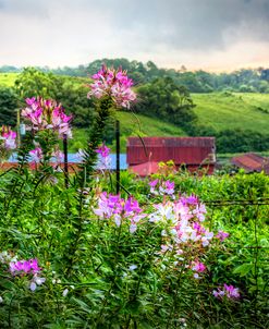 Rural Garden