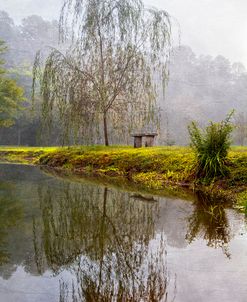 Willow Tree at the Pond