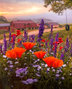 Springtime at the Farm