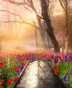 Sunlit Wildflowers