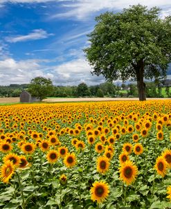 Sunny Sunflowers