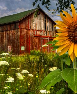 Barn Meadow Flowers II