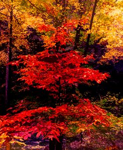 Autumn Forest Abstract
