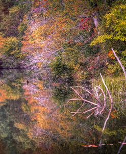 Reflecting on Autumn