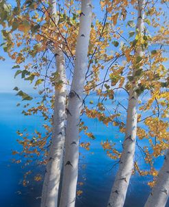 Birch Trees on the Lake Dreamscape