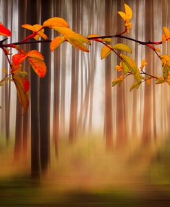 Autumn Forest Dreamscape