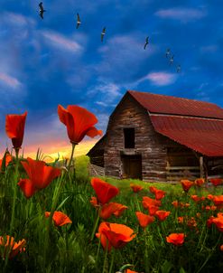 Barn in Poppies II