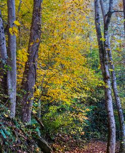 Trail into Autumn Golds