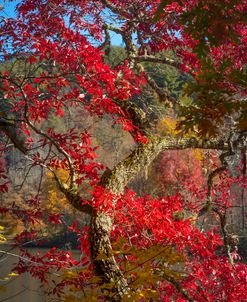 Trees of  Autumn Reds