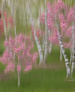Springtime Birch Forest Dreamscape