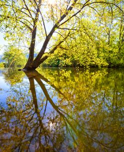 Springtime Yellows and Blues II