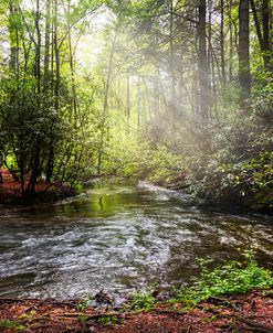 Morning Light in the Forest