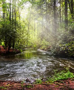 Morning Light in the Forest