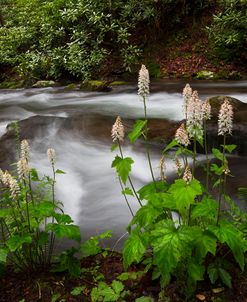 The Magic of Wildflowers