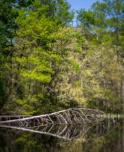 The Stillness of the Lake