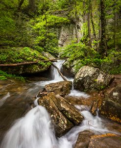 Morning Cascades in the Forest