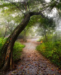 Walk the Trail in the Early Morning Mist