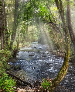 Mists on the Mountain Rapids