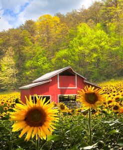 The Red Barn in Sunflowers