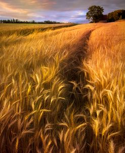 Amber Waves of Grain Blowing in the Wind