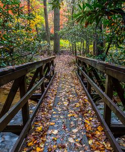 Trail in Autumn Leaves