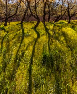 Long Shadows in Springtime