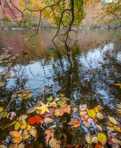 Floating Autumn Leaves_
