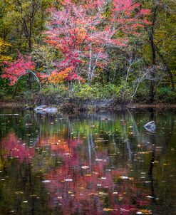 Floating in Autumn