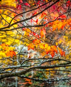 Maples of Red and Gold