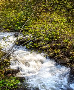 Tumbling in the Forest