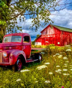 Old Red in the Wildflowers