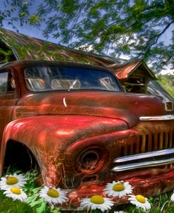 Rusty Truck in the Daisies