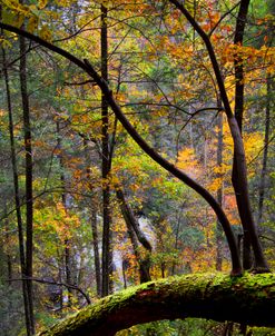 Autumn Branches