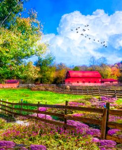 Fields of Lavender