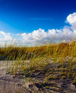 Golden Dune Grasses