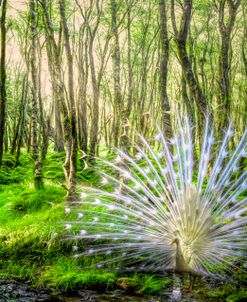 White Peacock in the Beauty of the Forest