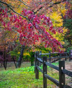 Autumn Fences