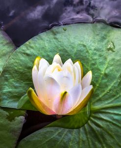 A Single Water Lily Floating