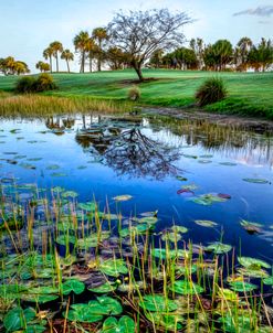 Lily Pads at Dawn