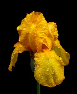 Raindrops on the Yellow Iris