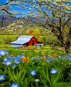 Red Barn Under the Dogwoods and Wildflowers