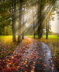 Scattered Leaves under Sunrays