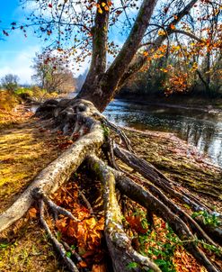 Roots on the Sycamore Trees