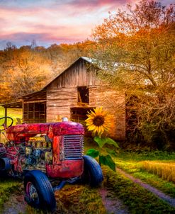 Rusty Red on the Farm