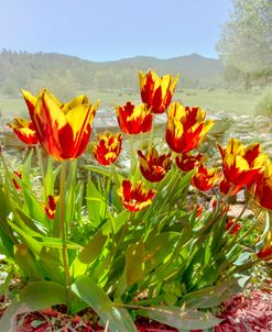 Tulips in the Spring